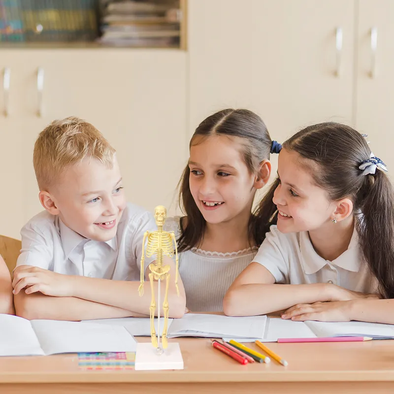 Experimentierset Skelett