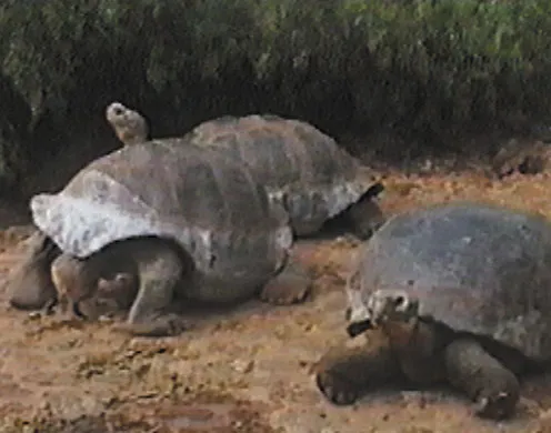 DVD-Lehrfilm "Die Galapagosinseln"