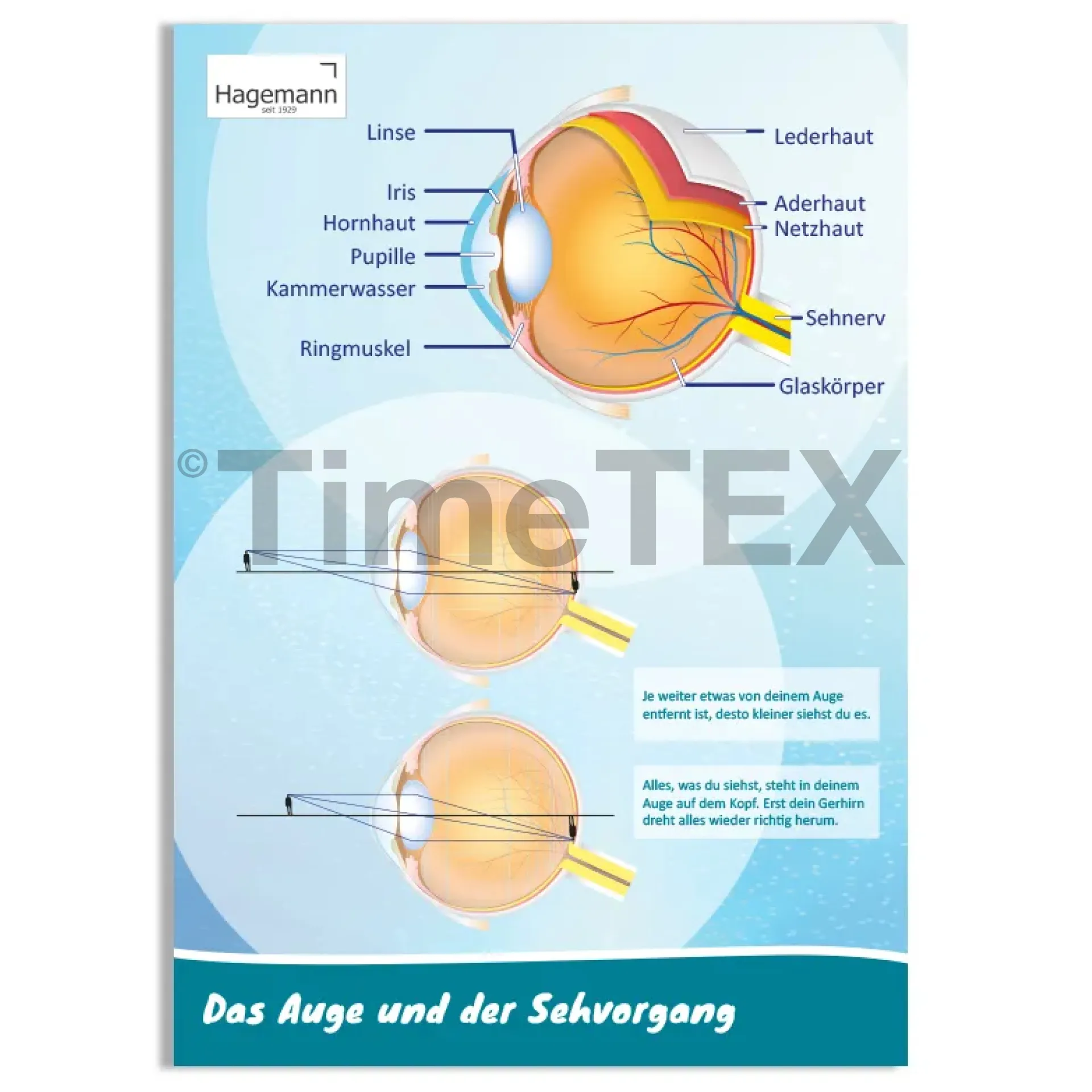Hagemann Poster  Das Auge und der Sehvorgang