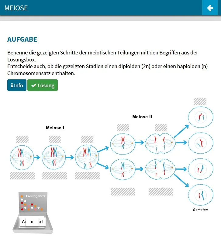 Didaktische DVD Mitose und Meiose (tabletfähig)