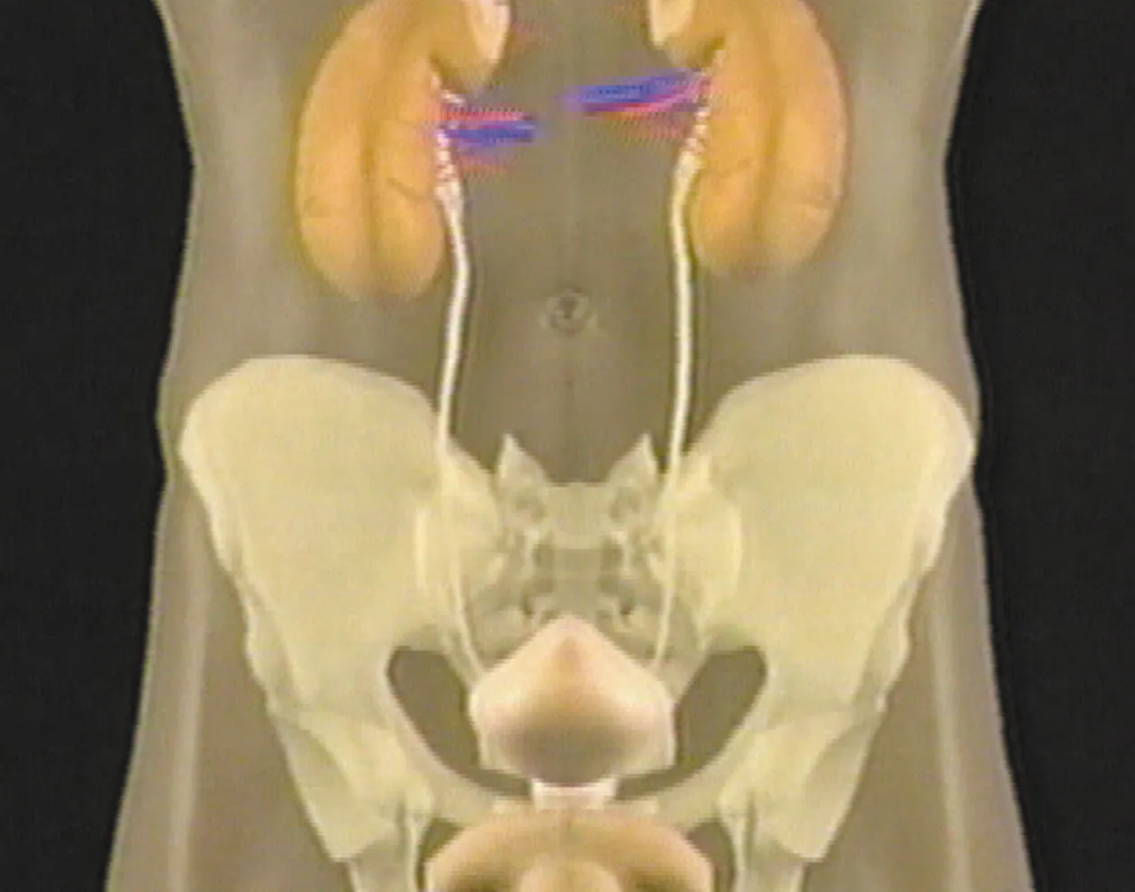 DVD-Lehrfilm Der Mensch: Das Exkretionssystem
