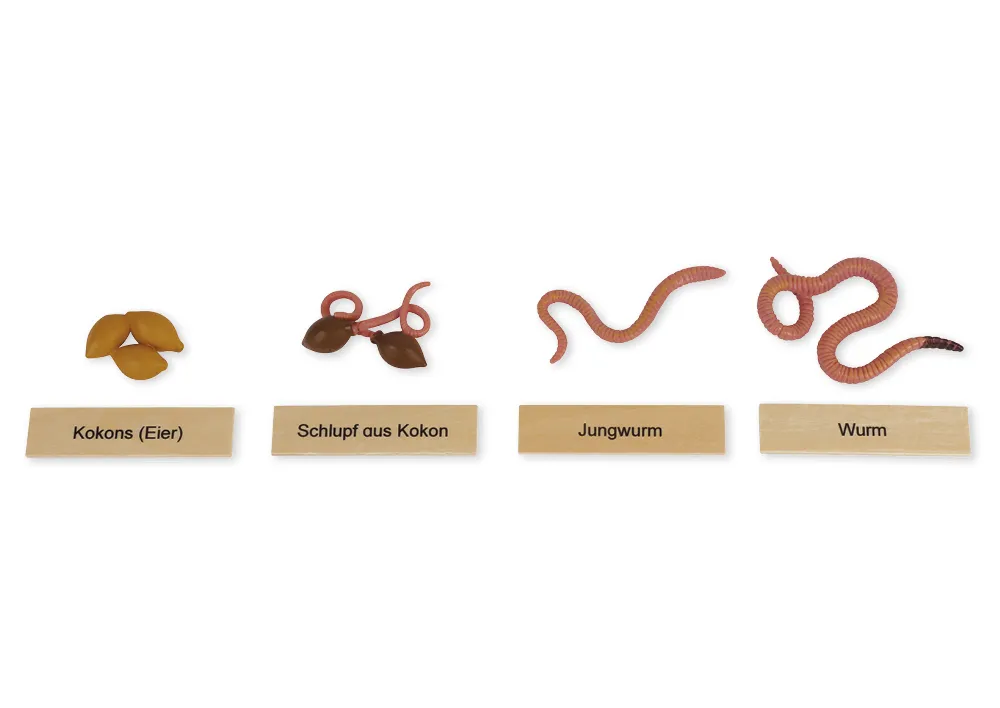 TimeTEX Lebenszyklus eines Regenwurms, in Holzbox "Montessori Premium"