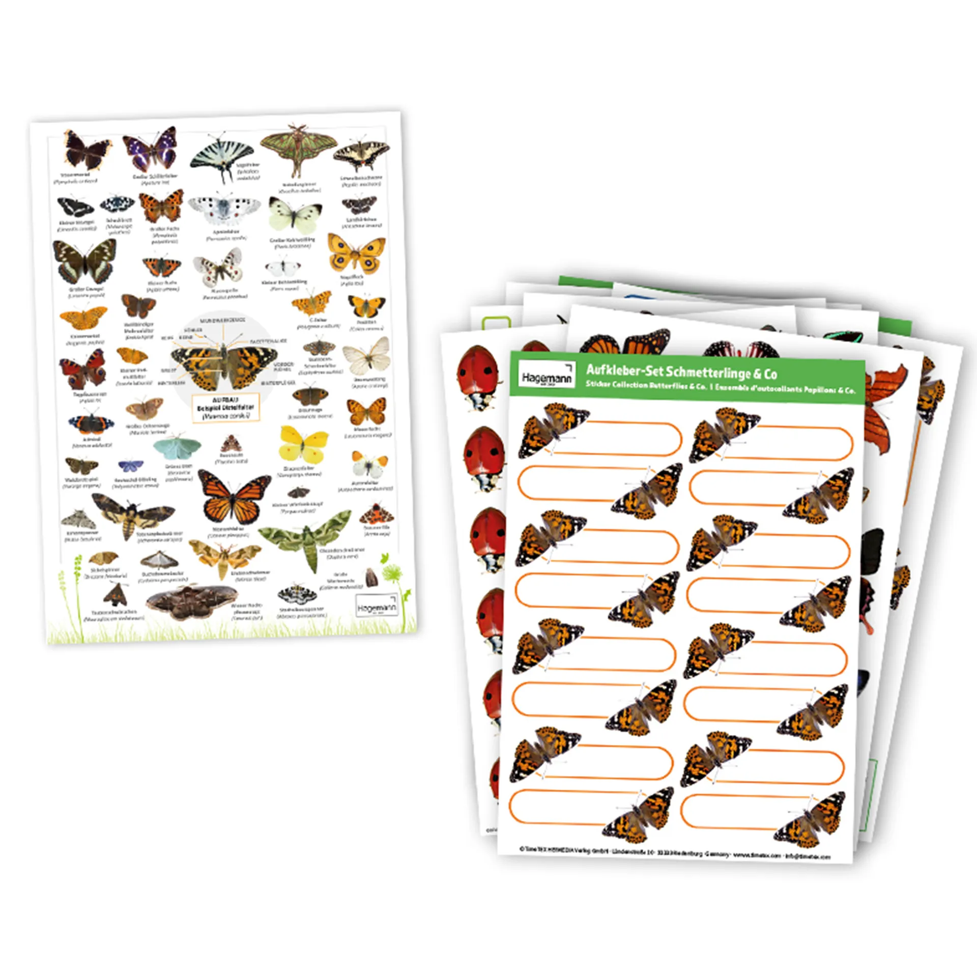 Hagemann Schmetterlings-Zuchtset, kompakt mit XXL-Voliere (5-7 Raupen)