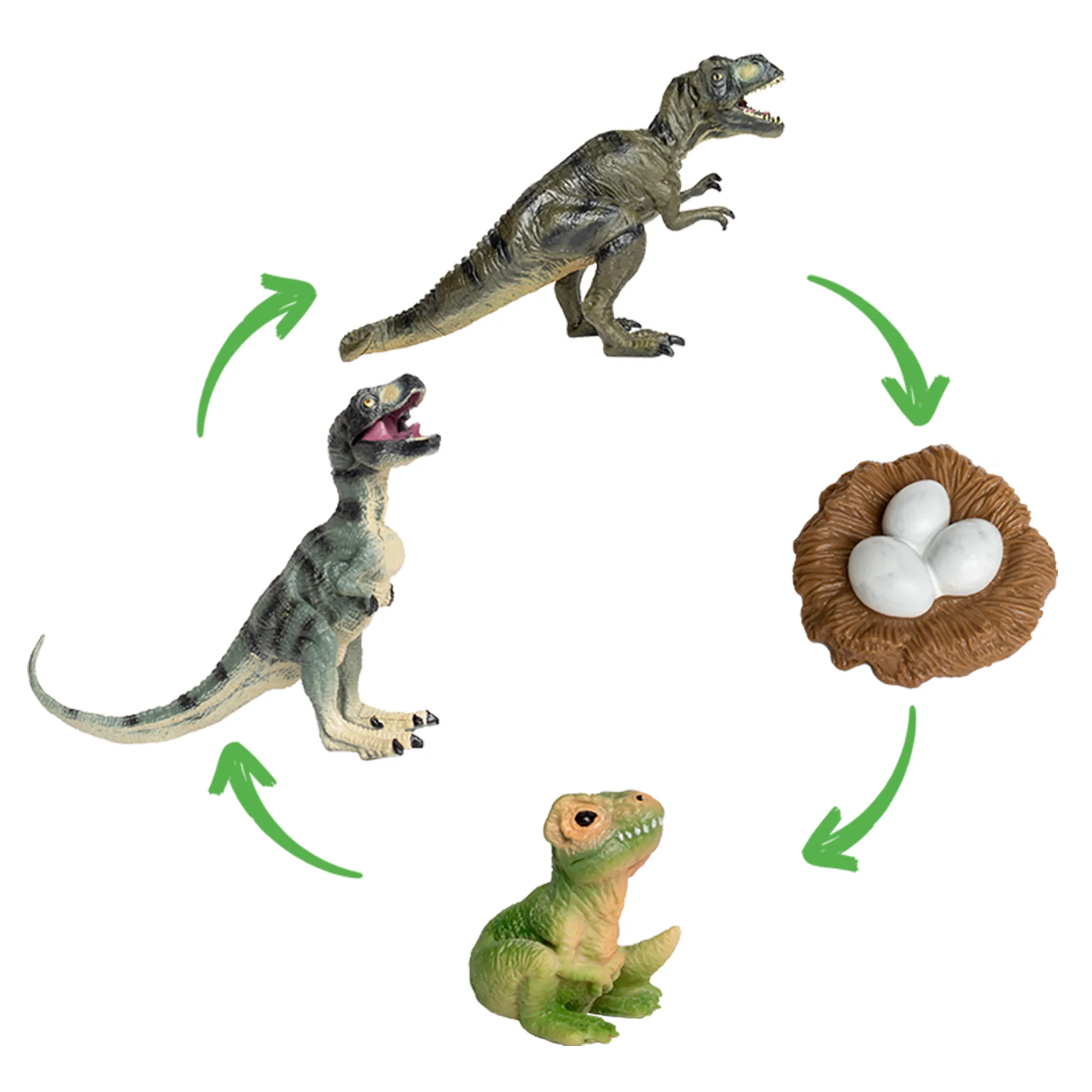 Hagemann Lebenszyklusmodell Dinosaurier (Modelle, 4-tlg.)