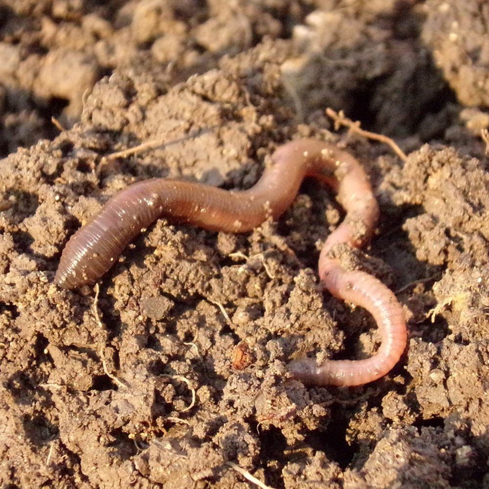 Hagemann Nachbestellung Regenwürmer (10-15 Stück)