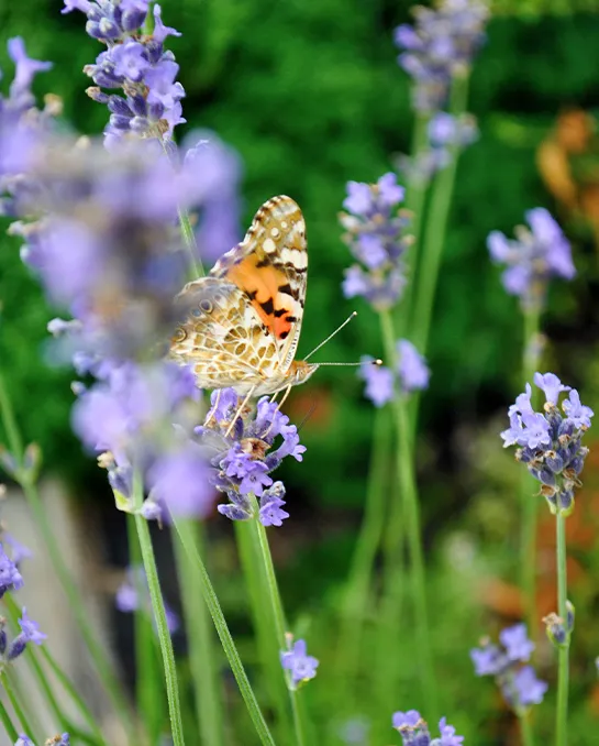 Schmetterling sitz mit geschlossenen Flügeln auf einer lilafarbenen Blüte in einer wilden Wiese