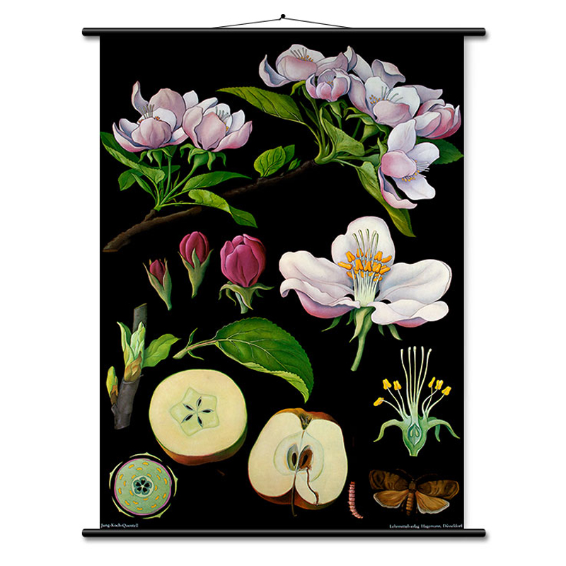 Lehrtafel Apfelbaum