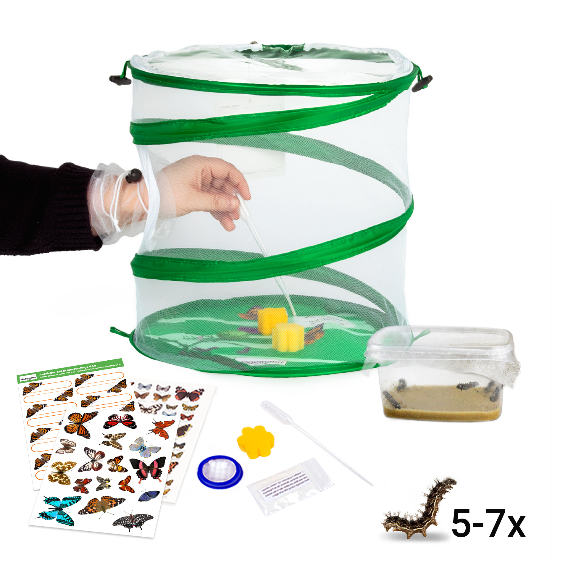 Hagemann Schmetterlings-Zuchtset mit Komfort-Eingriff (5-7 Raupen)