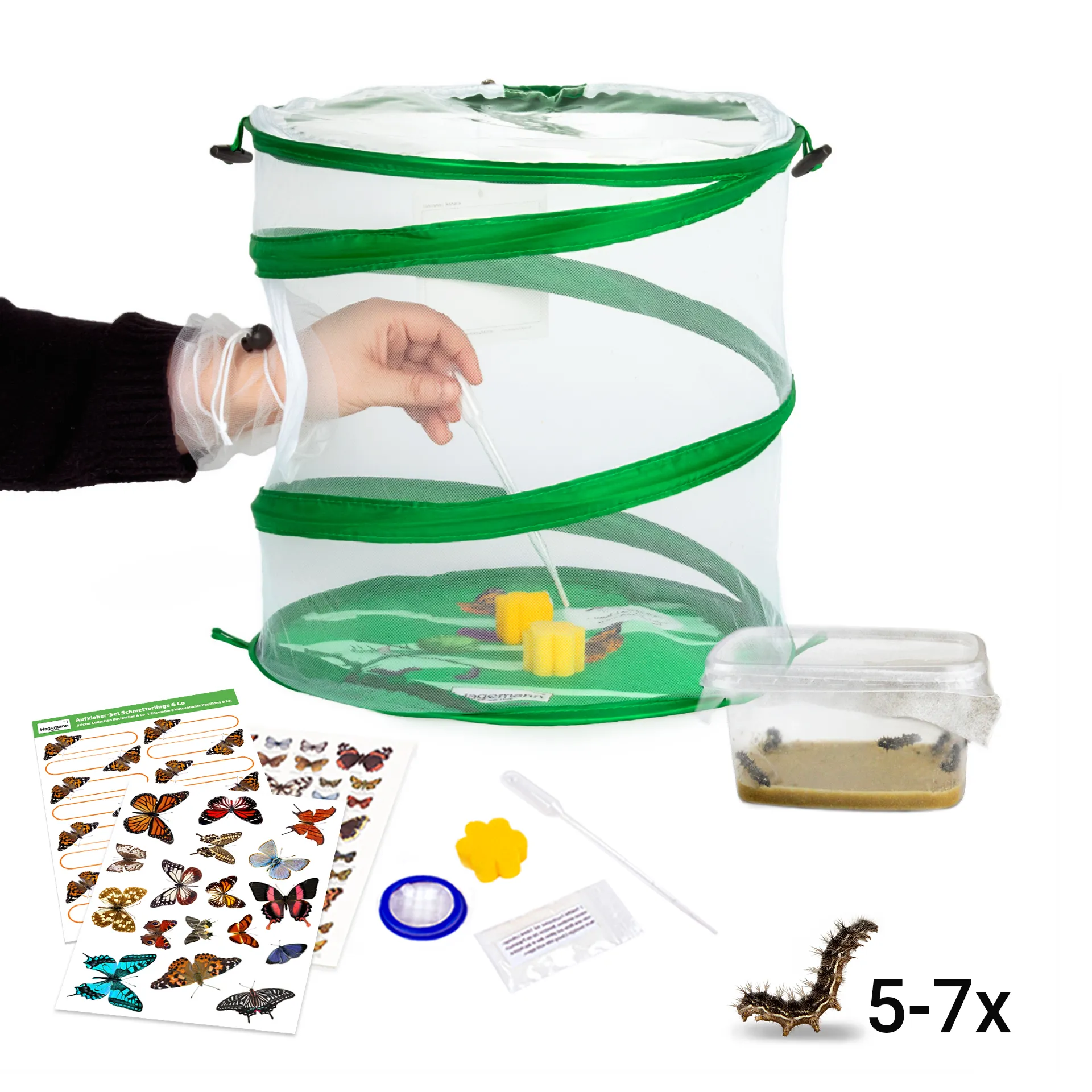 Hagemann Schmetterlings-Zuchtset mit Komfort-Eingriff (5-7 Raupen)