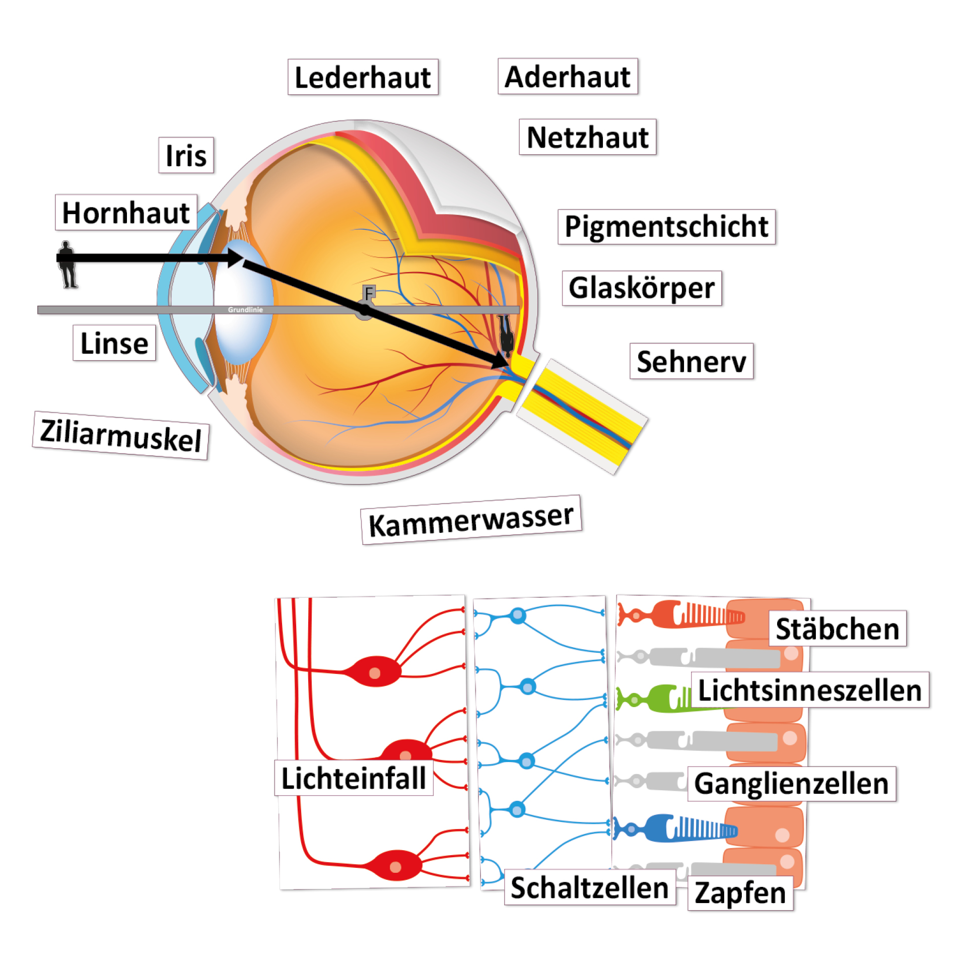Auge und Sehvorgang (magnetisch)