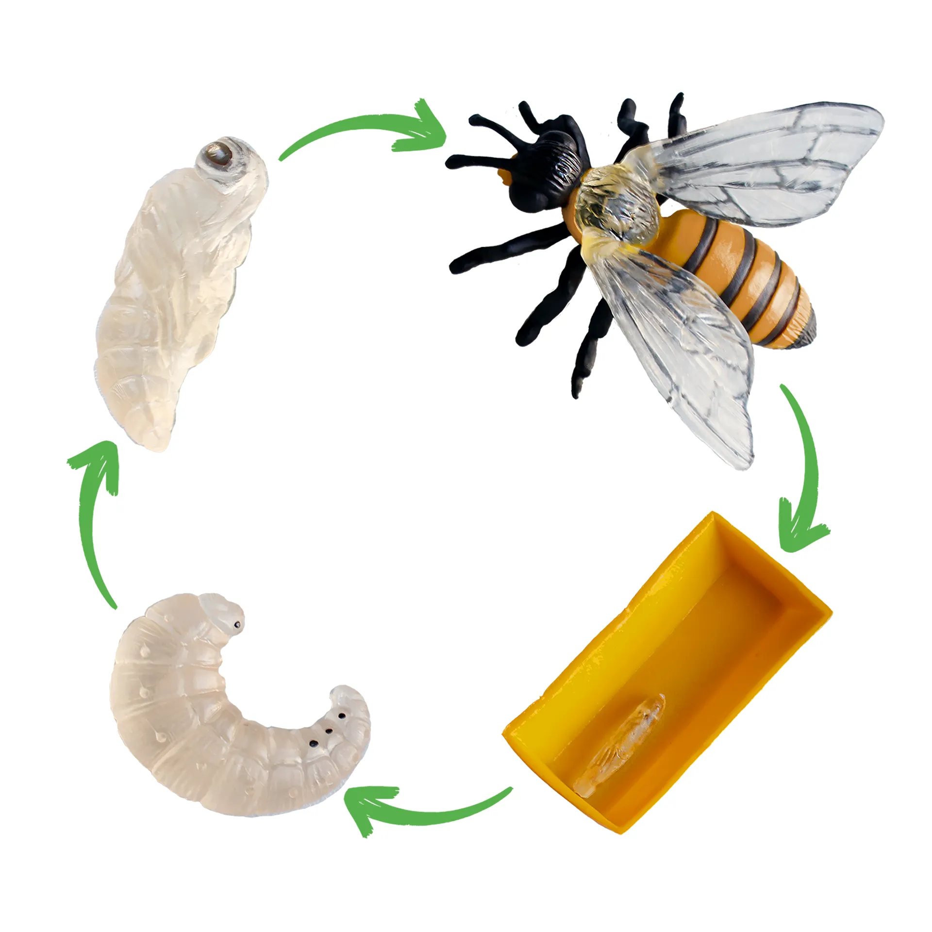 Sparset Lebenszyklus-Modelle Insekten & Co, 20-tlg.