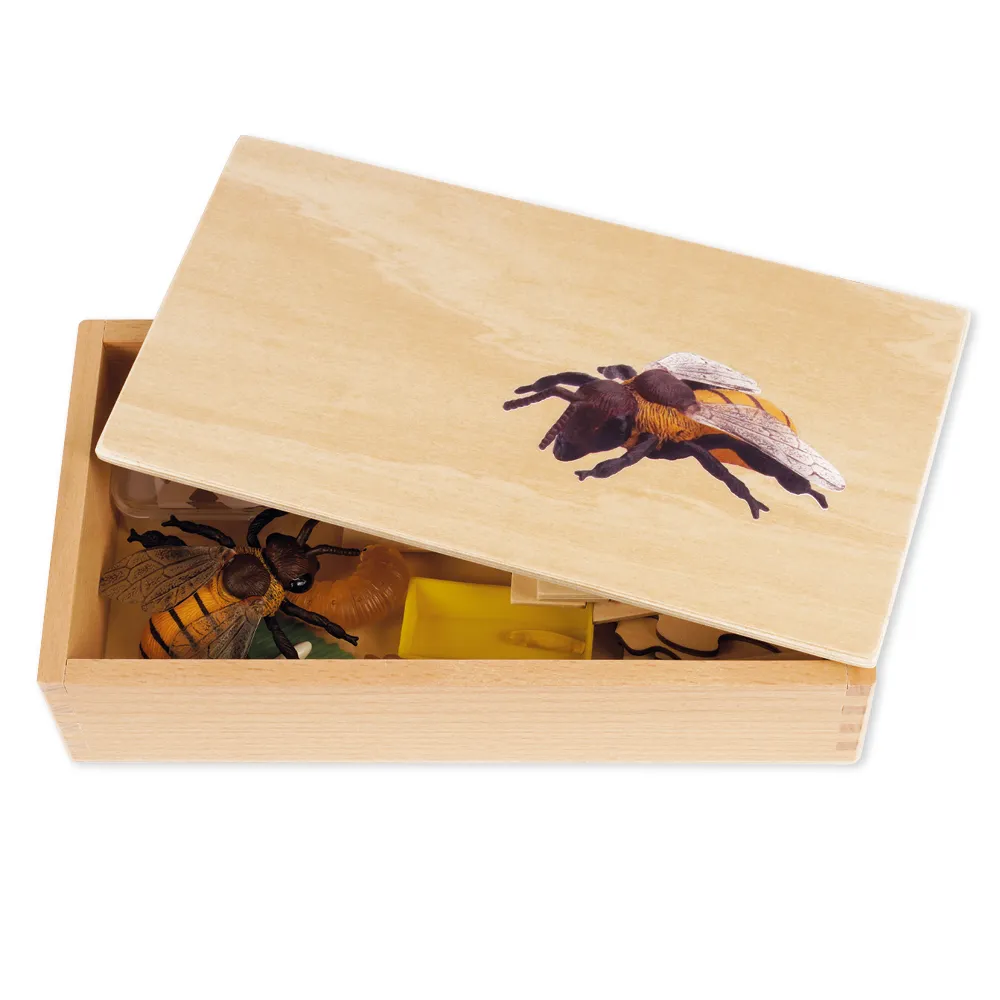 TimeTEX Lebenszyklus einer Honigbiene, in Holzbox "Montessori Premium"