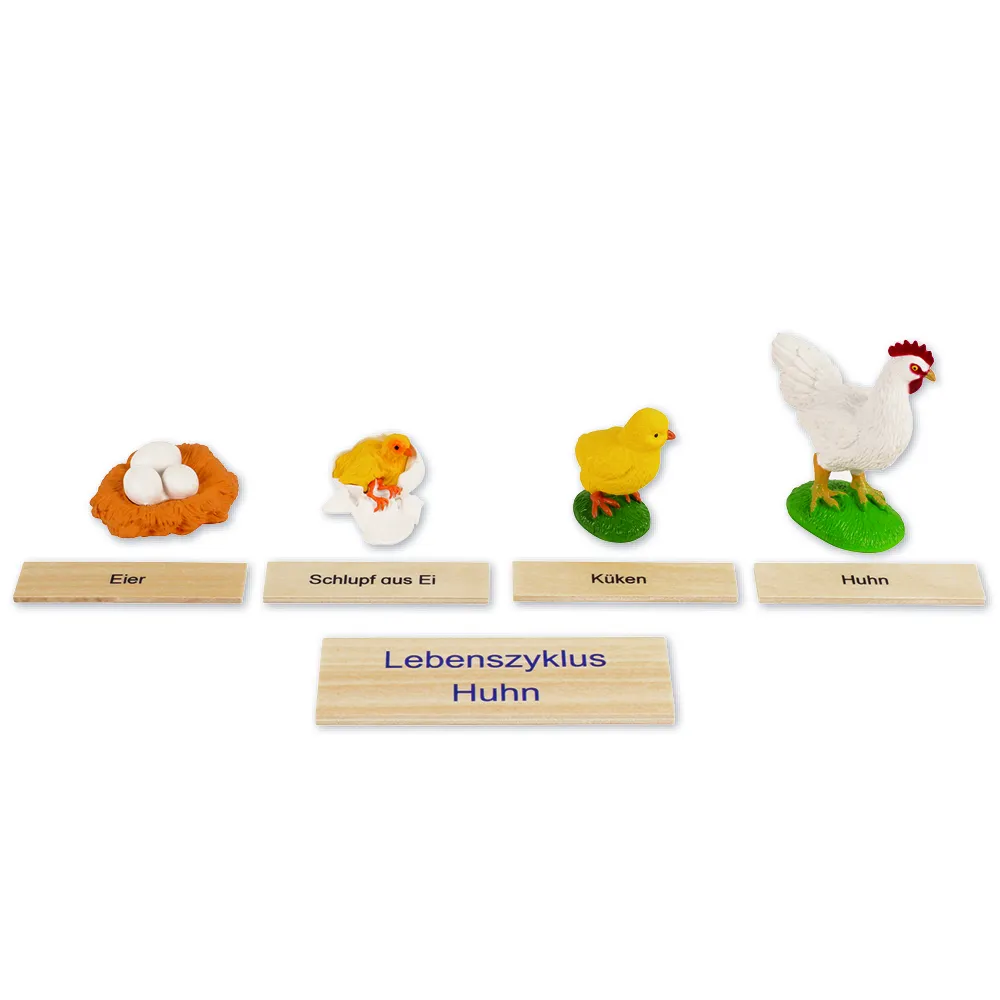 TimeTEX Lebenszyklus eines Huhns, in Holzbox "Montessori Premium"