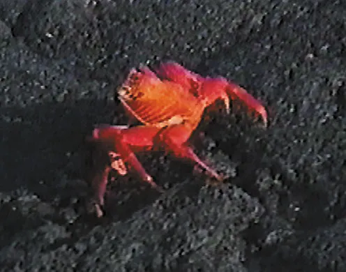 DVD-Lehrfilm Die Galapagosinseln