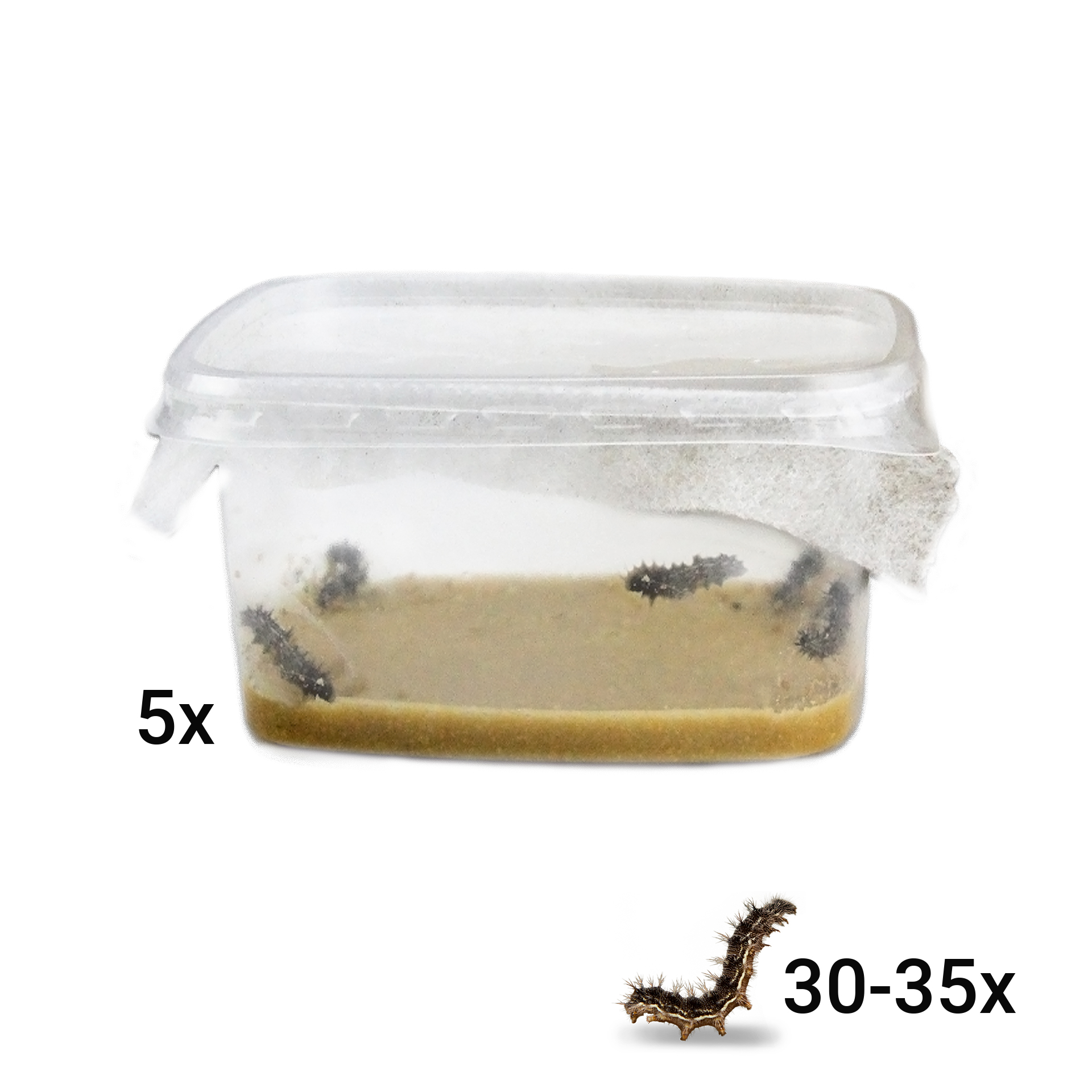 Hagemann Raupen für Klassenprojektset Schmetterlinge (30-35 Raupen)