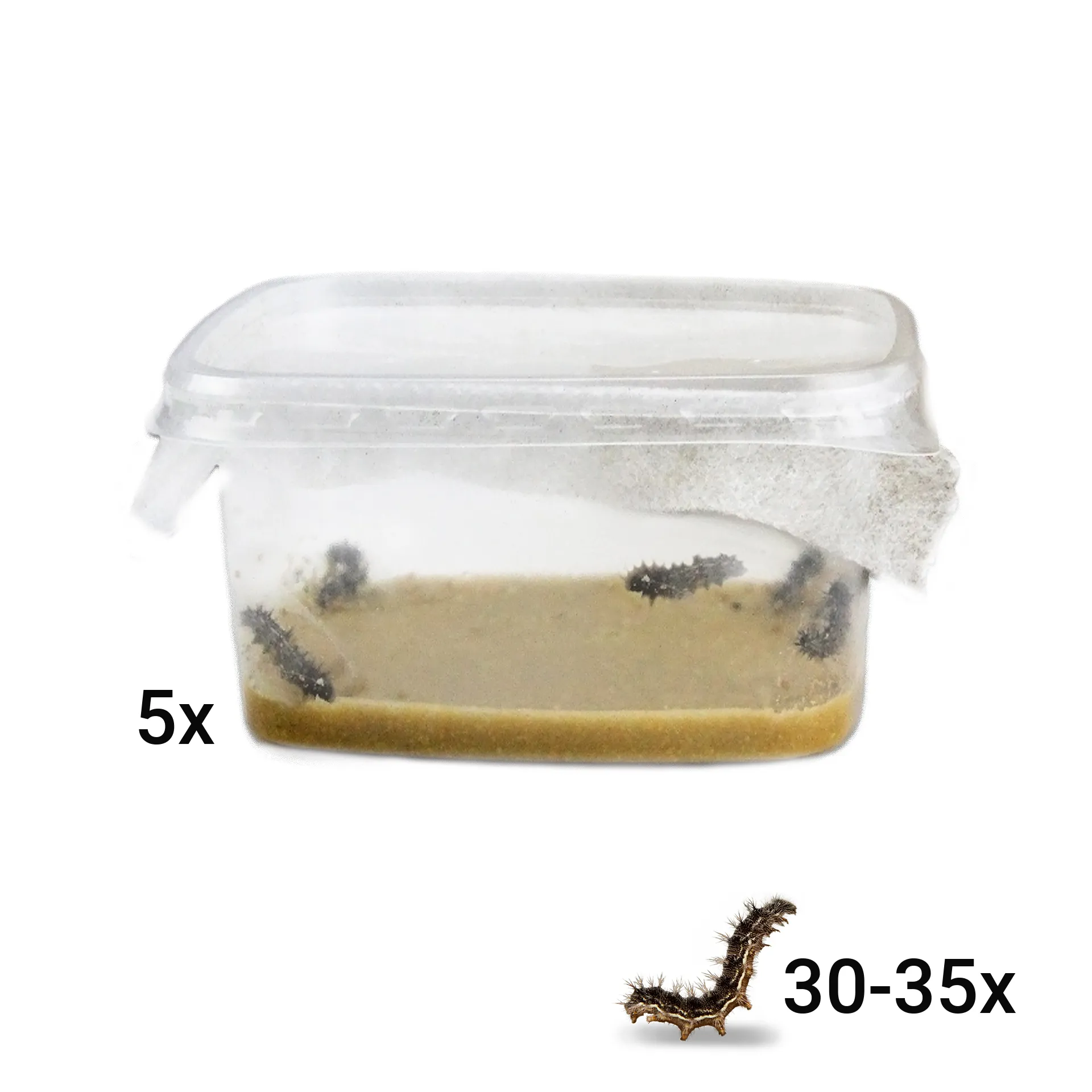 Hagemann Raupen für Klassenprojektset Schmetterlinge (30-35 Raupen)