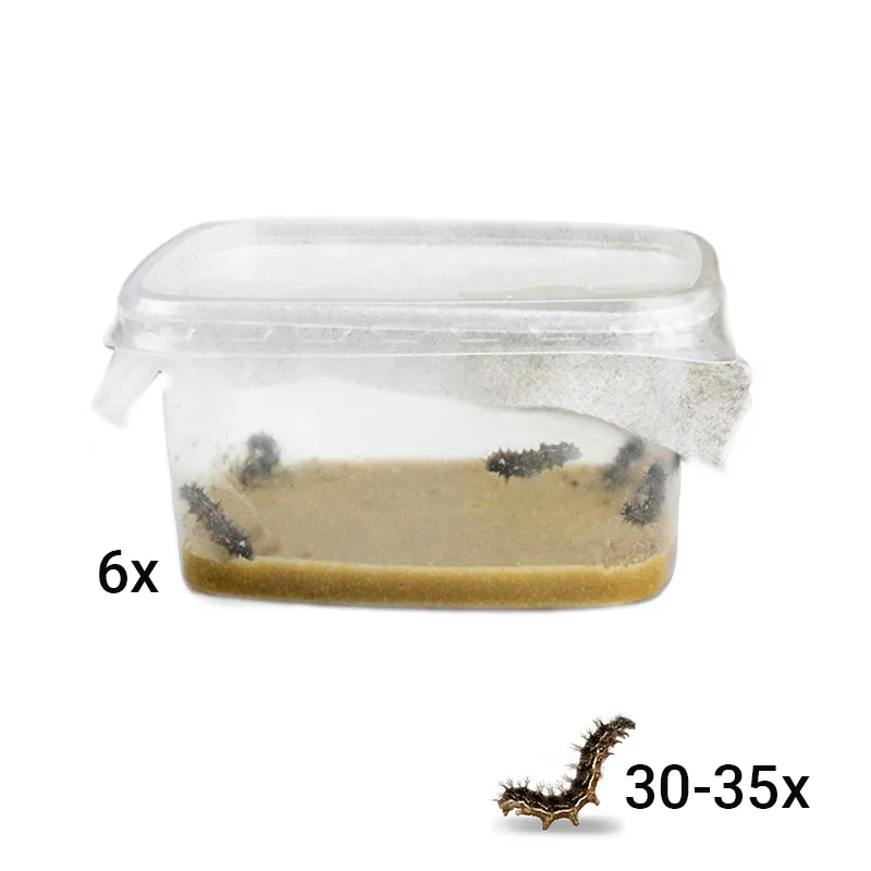 Hagemann Raupen für Klassenprojektset Schmetterlinge (30-35 Raupen)