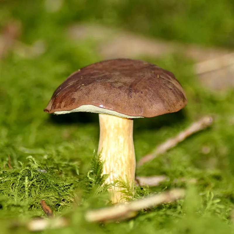 Hagemann Pilz-Zuchtset Braunkappe