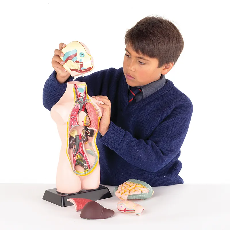 Der menschliche Oberkörper (halber Maßstab)