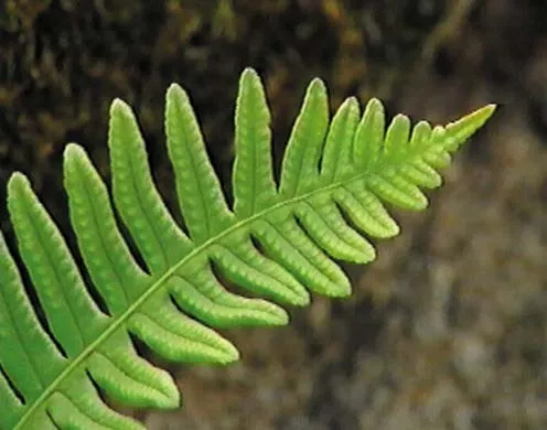 DVD-Lehrfilm Fortpflanzung + Entwicklung blütenloser Pflanzen