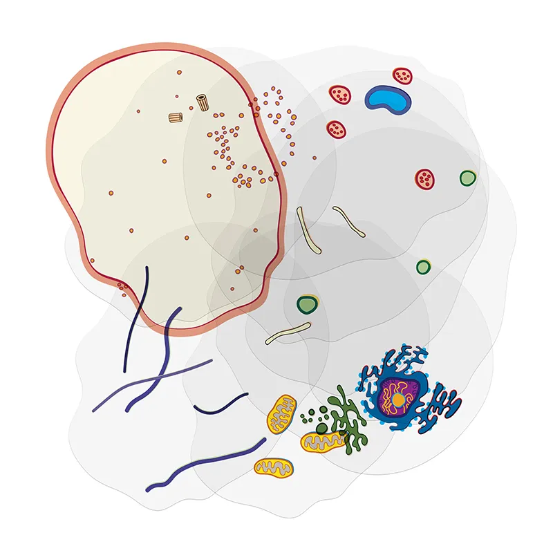 Tierische Zelle, Stapelmodell