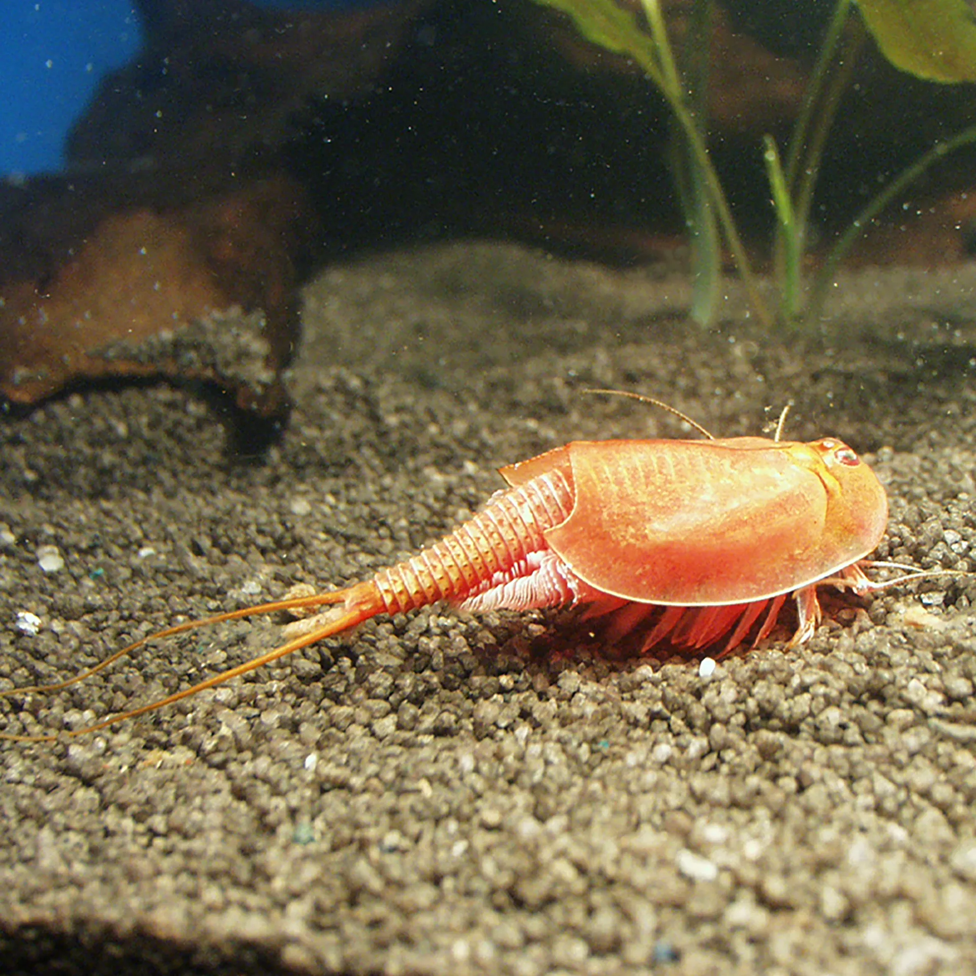 Hagemann Zuchtset Triops