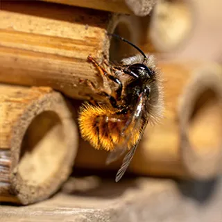 wildbienen