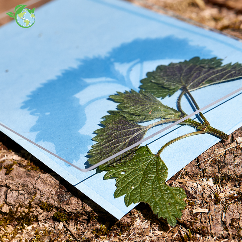 Foto-Solarpapier mit Fixierscheibe (40 Blatt 17,8 x 12,7 cm)