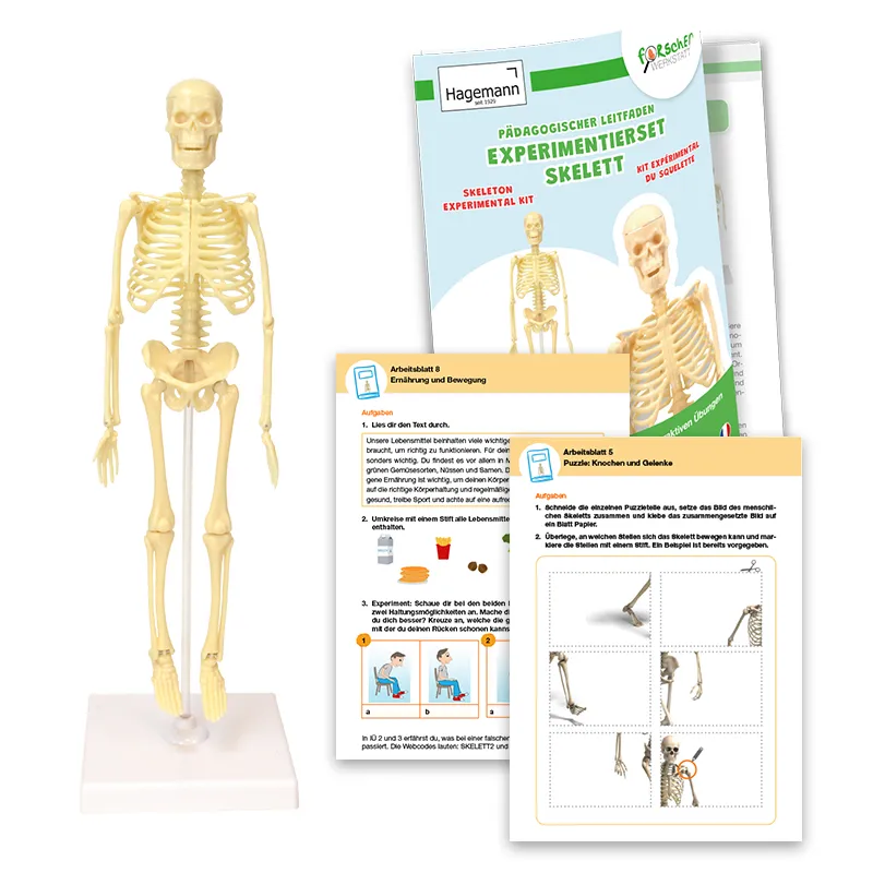 Experimentierset Skelett