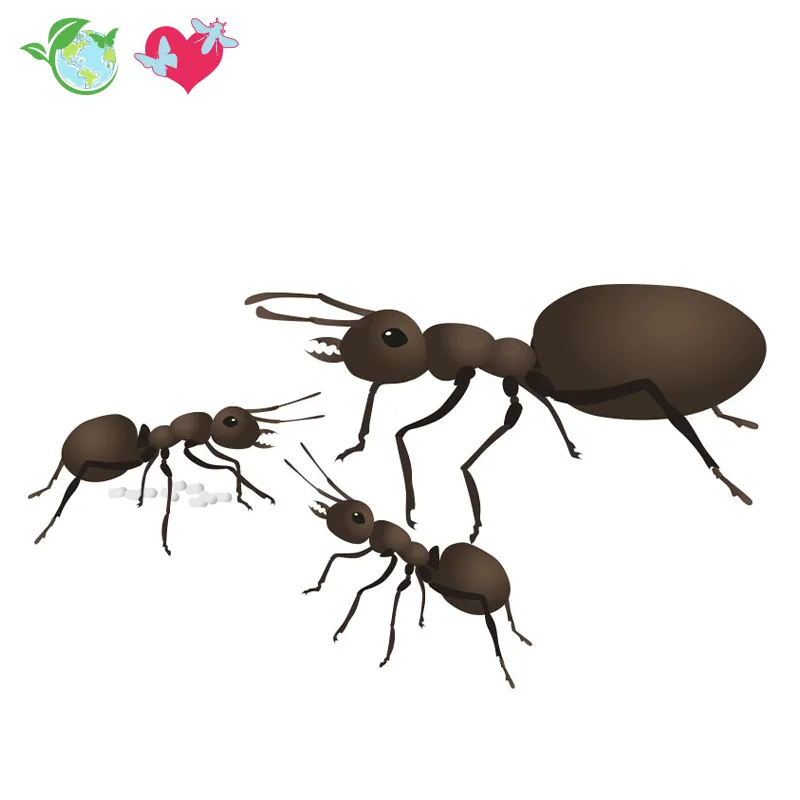 Hagemann Nachbestellung Ameisenstaat (1 Königin und Arbeiterinnen)