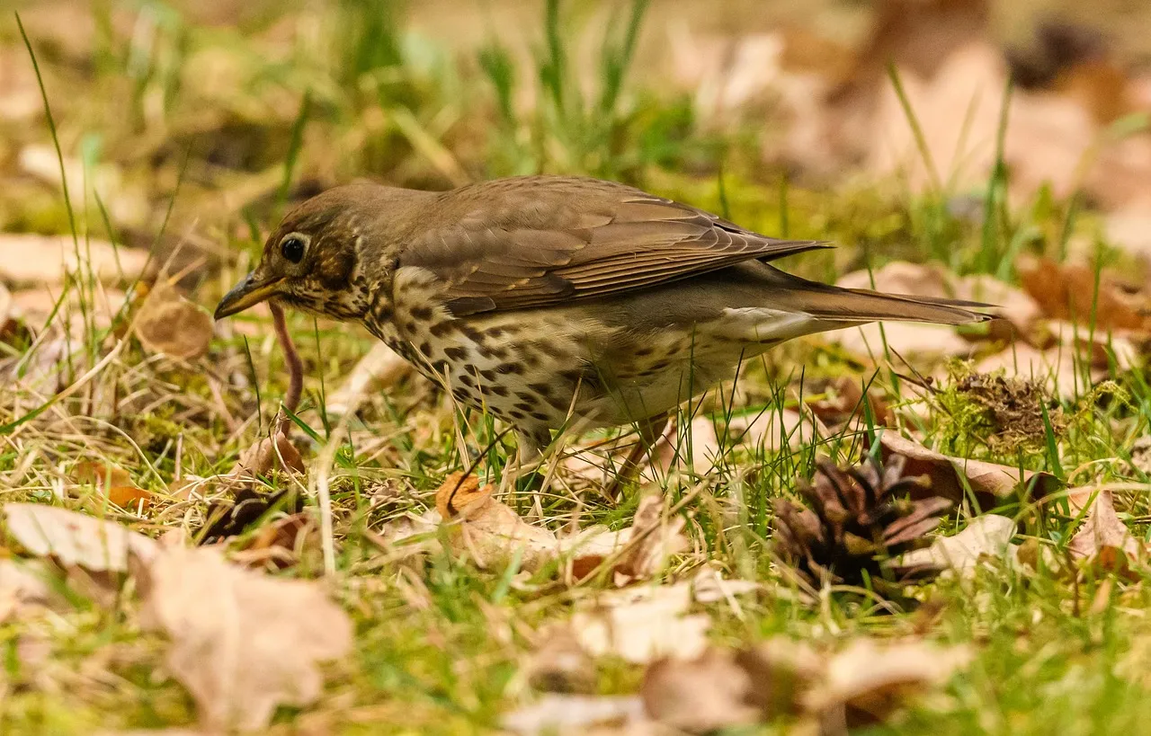 Vogelsitzt auf Wiese und hat einen Wurm im Schnabel