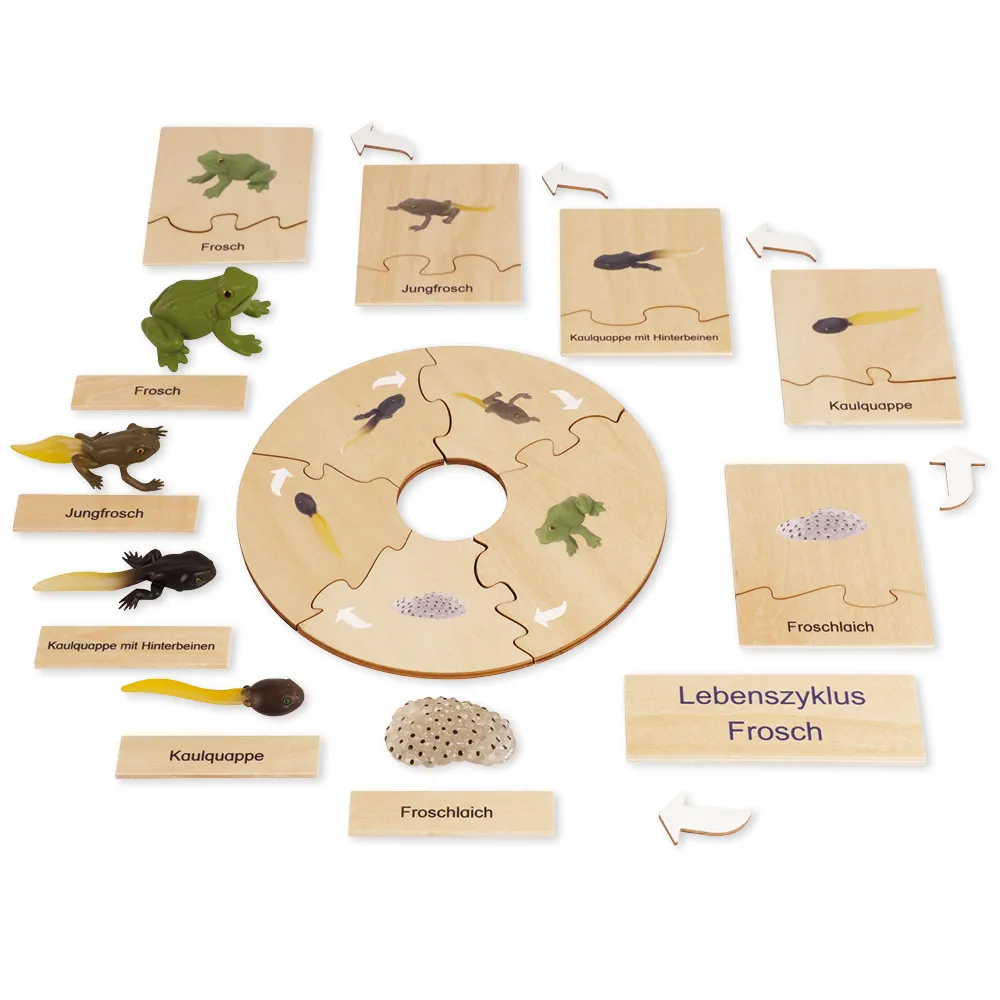TimeTEX Lebenszyklus eines Frosches, in Holzbox "Montessori Premium"
