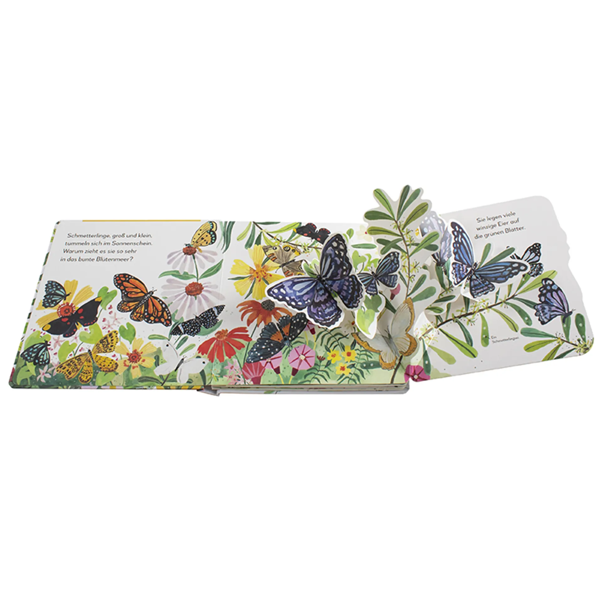 Mein Pop-up-Buch zum Staunen. Wo kommst du her, kleiner Schmetterling?