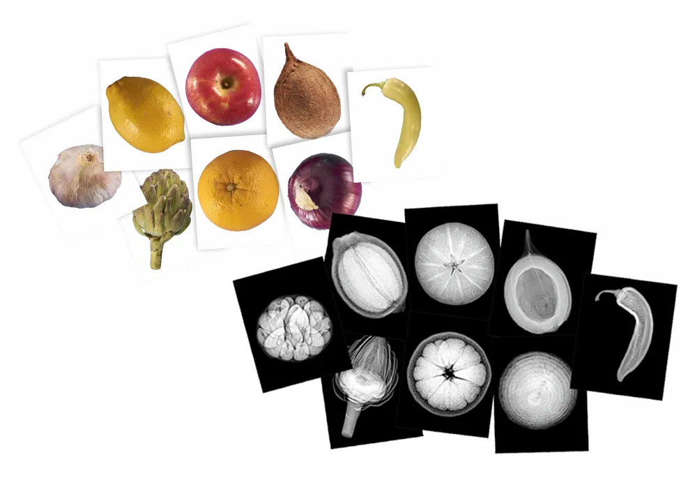 Röntgenbilder Pflanzen, 84 tlg.