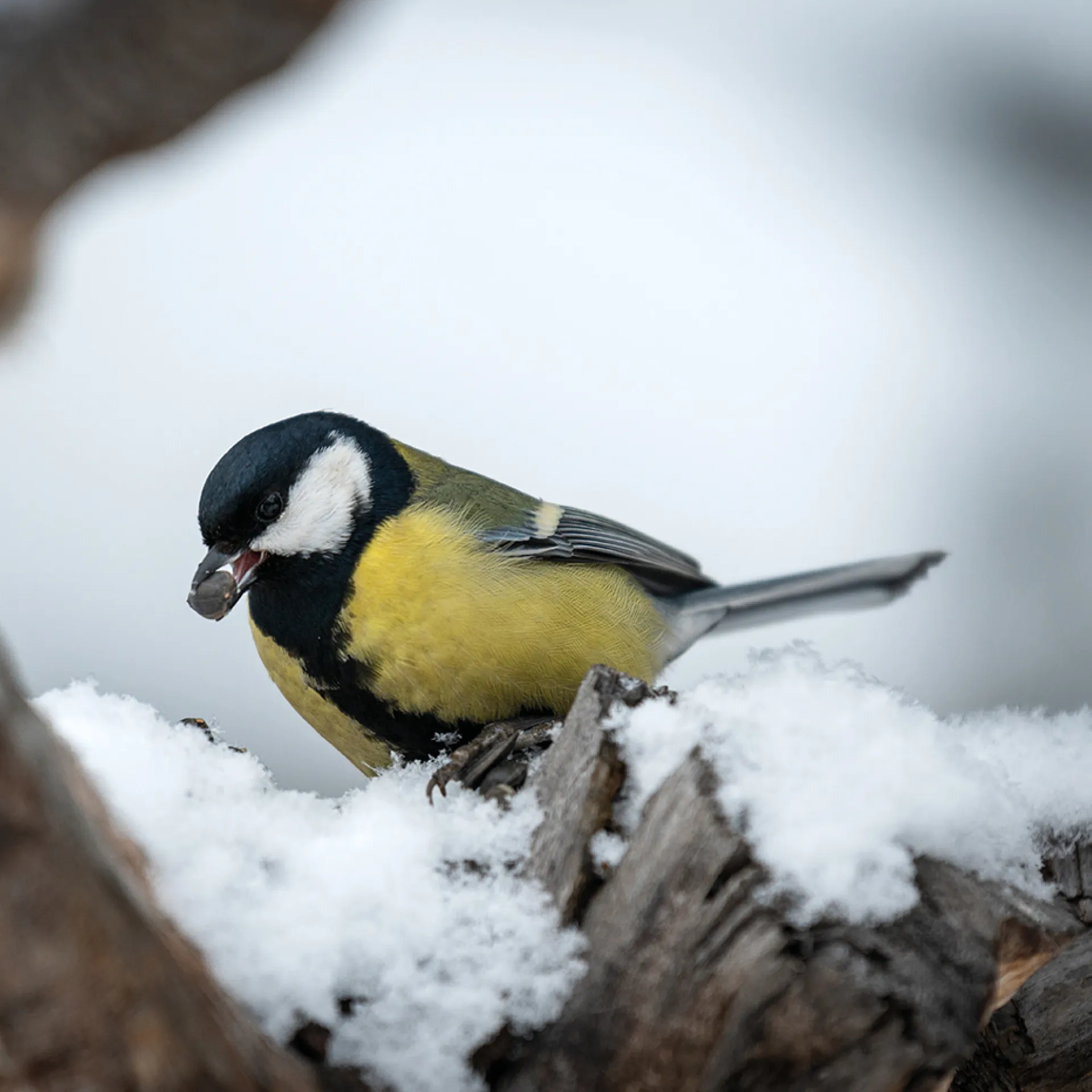Vogelfutter Bastelset (Klassensatz)