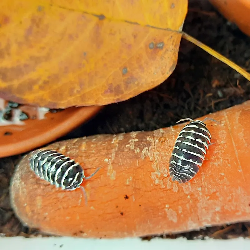 Hagemann Beobachtungsset Asseln