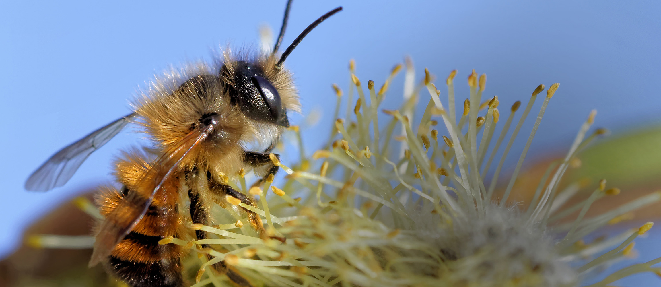 wildbienen2_2304_1000