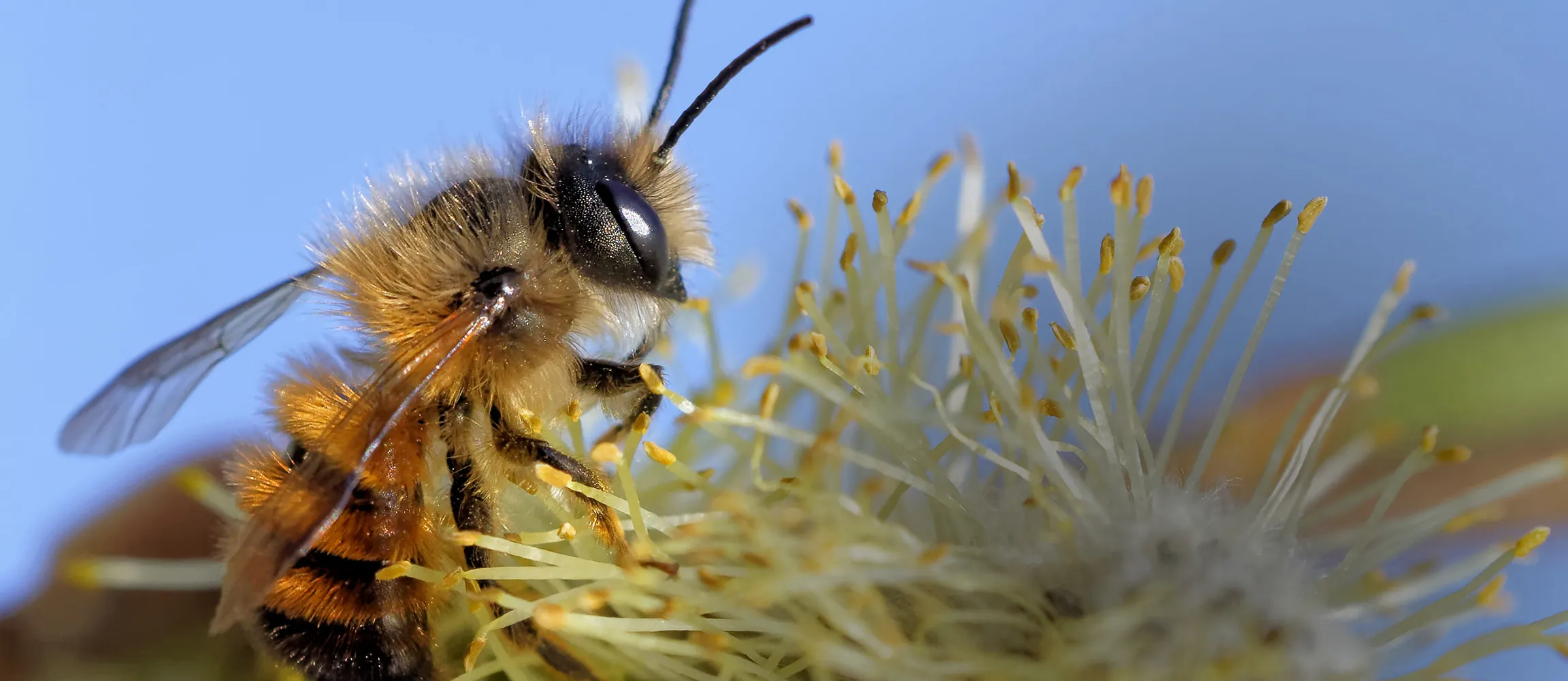 wildbienen2_2304_1000