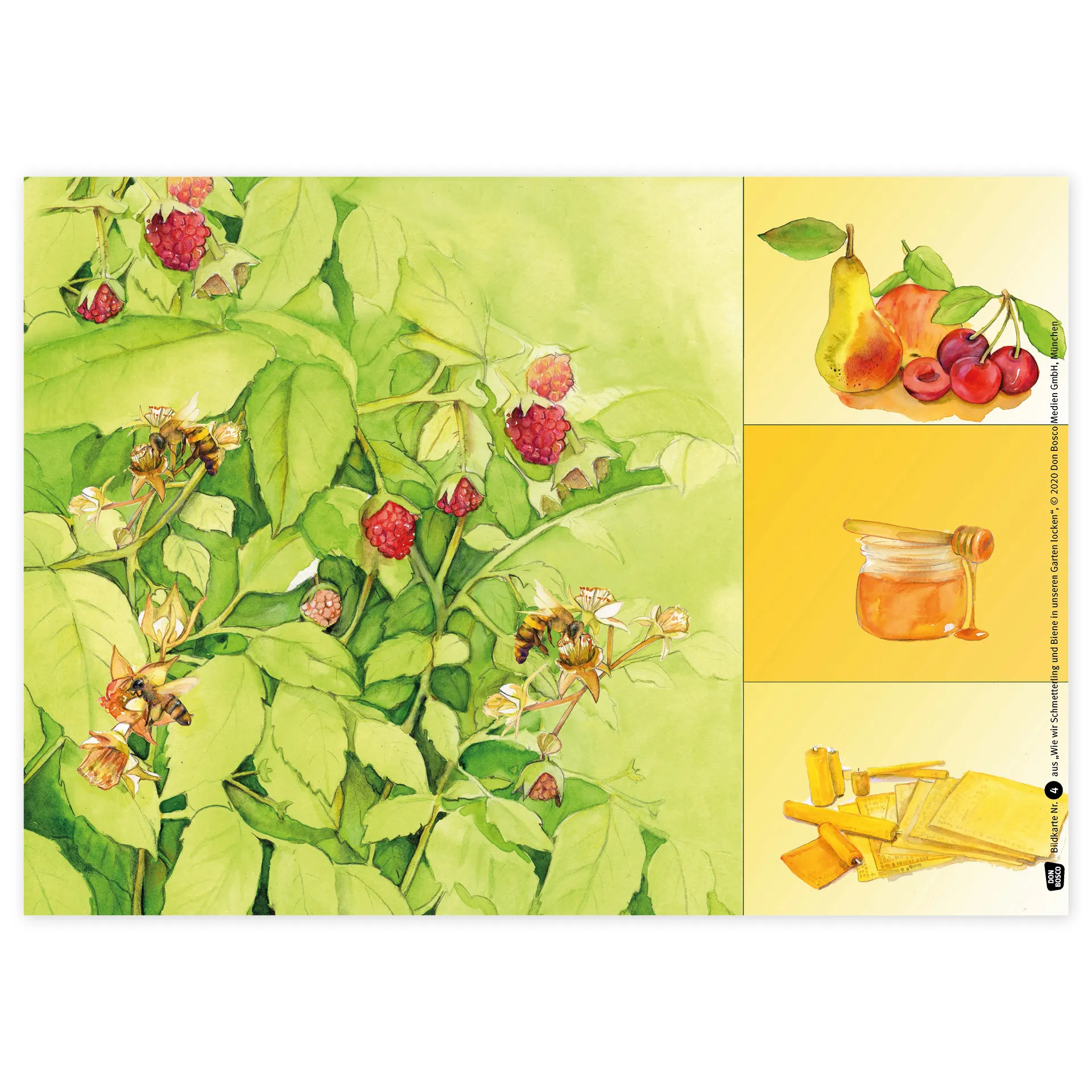 Bildergeschichten-Karten "Wie wir Schmetterling und Biene in unseren Garten locken", 12-tlg.