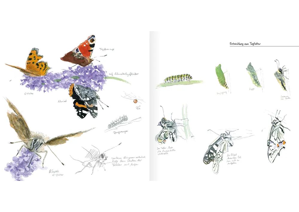 Bezaubernde Schmetterlinge, Mal- und Zeichenbuch 