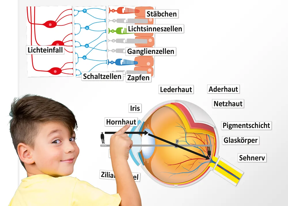 Auge und Sehvorgang (magnetisch)