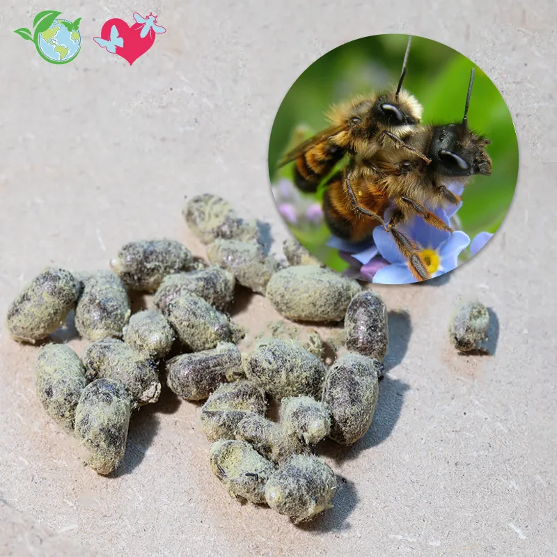 Hagemann Kokons für Wildbienenzucht, Gehörnte Mauerbiene (25 Stück)