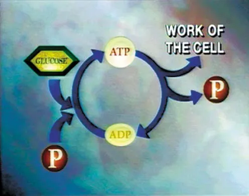 DVD-Lehrfilm Zellatmung