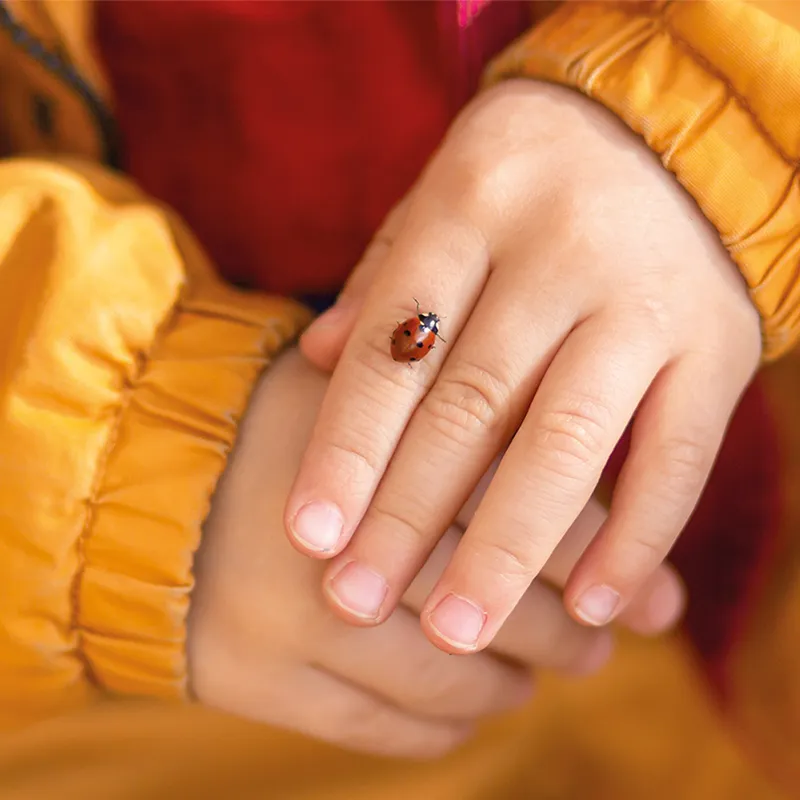 Hagemann Marienkäfer Zuchtset (mit Gutschein, 10-15 Larven)