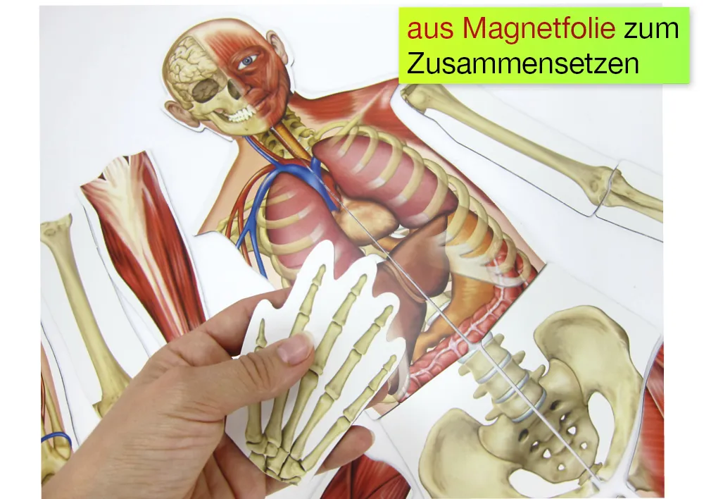 Menschlicher Körper (magnetisch)