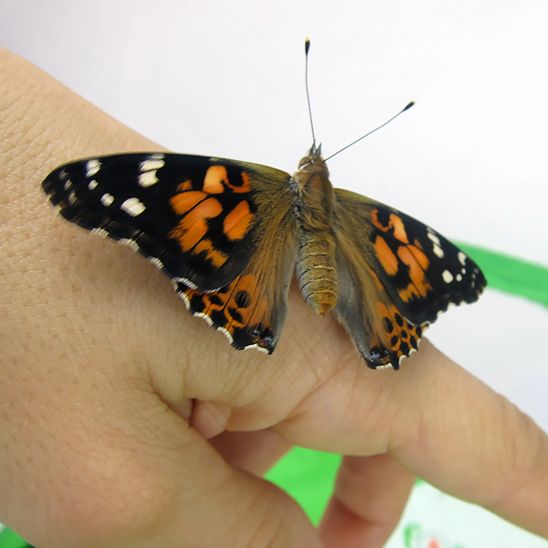 Hagemann Schmetterlings-Zuchtset, kompakt mit XXL-Voliere (5-7 Raupen)