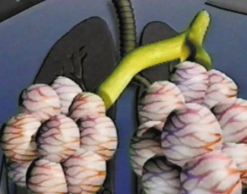 DVD-Lehrfilm Der Mensch: Die Atmung