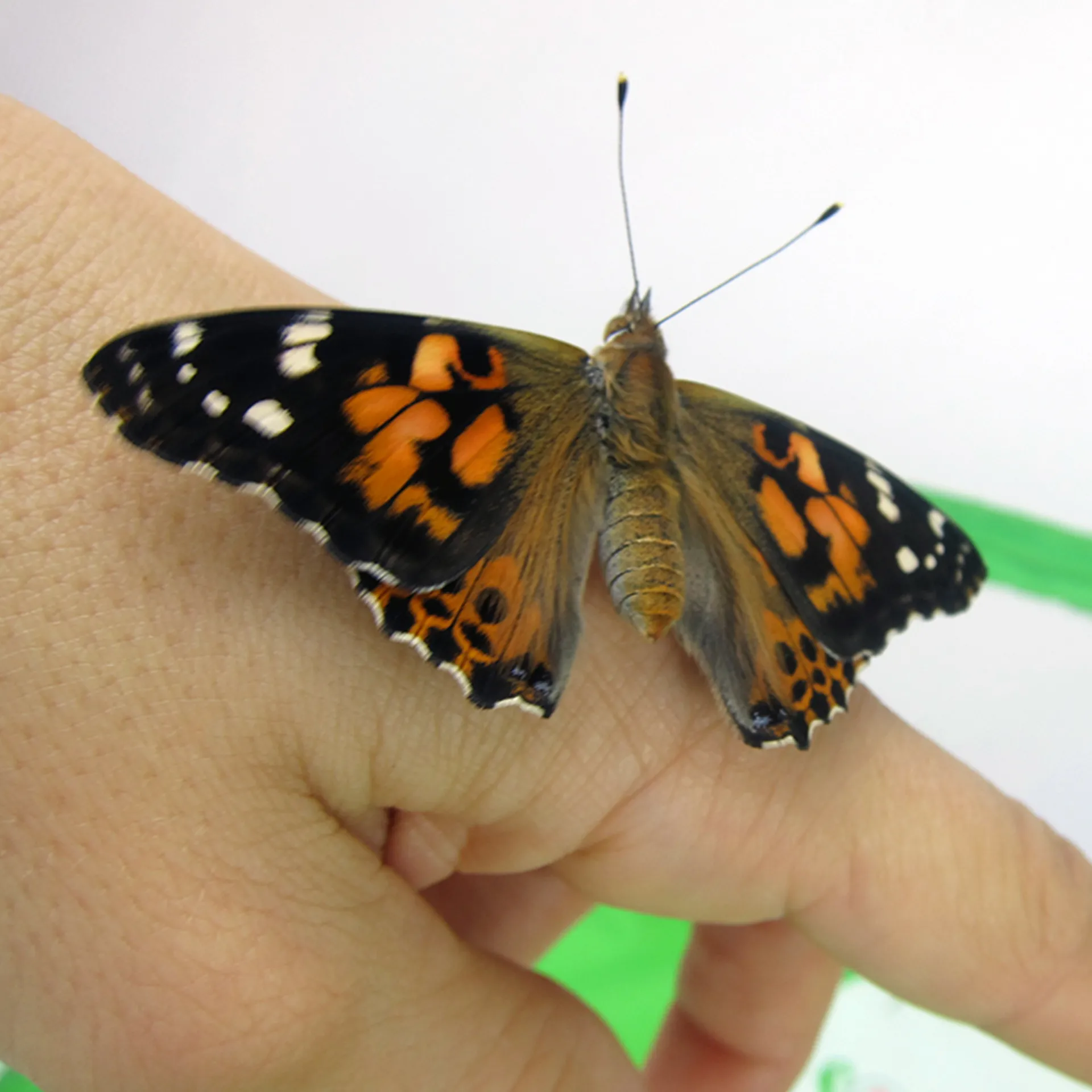 Hagemann Gruppenprojektset Schmetterlinge, Starter (15-21 Raupen)