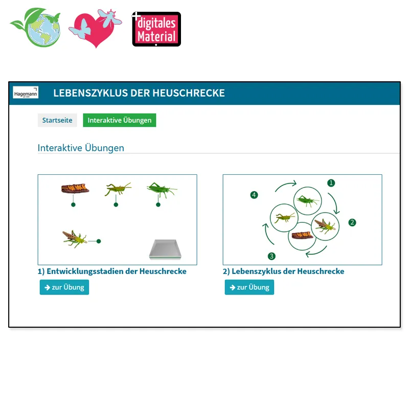 Hagemann Lebenszyklusmodell Heuschrecke (Modelle, 4-tlg.)
