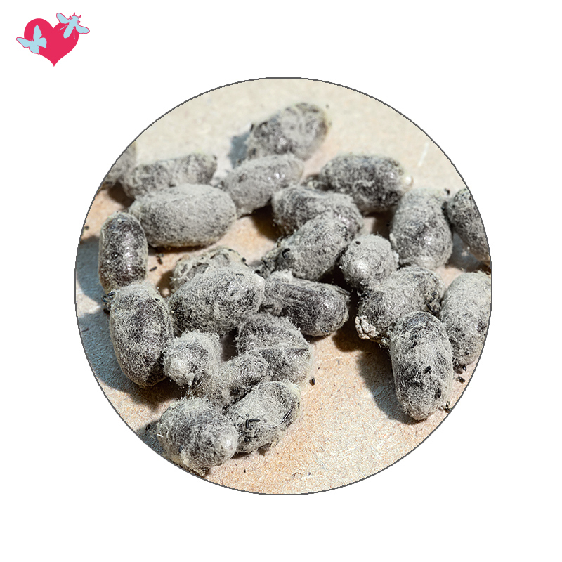 Hagemann Kokons für Wildbienenzucht, Rote Mauerbiene (25 Stück)